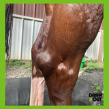 Draw It Out® 16oz High Potency Horse Liniment Gel – Powerful, Natural Relief