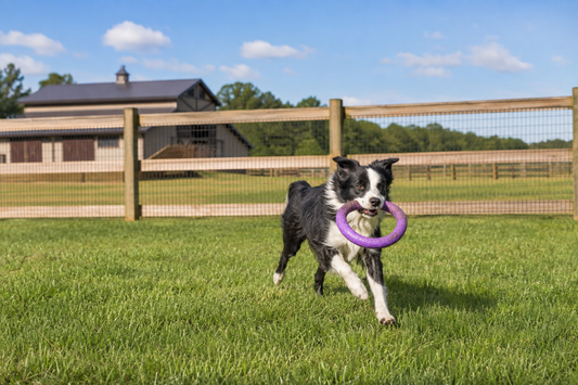 Best Dog Toys for Barn Dogs: Match the Toy to the Chewer and the Chore