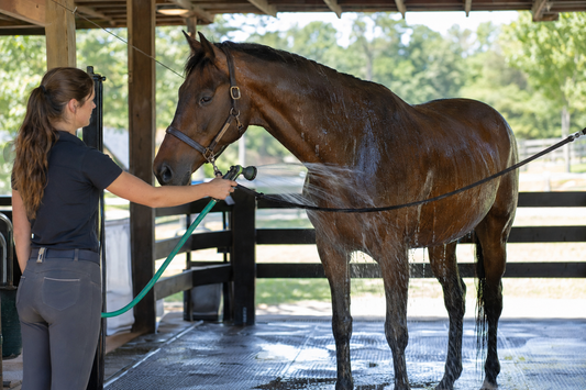 How to Cool a Horse After Exercise: Water, Scraping, Walking, and Monitoring