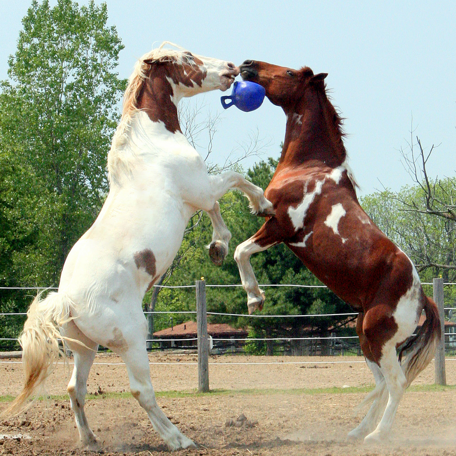 Horsemen’s Pride horse toys and barn gear at K&D Equestrian