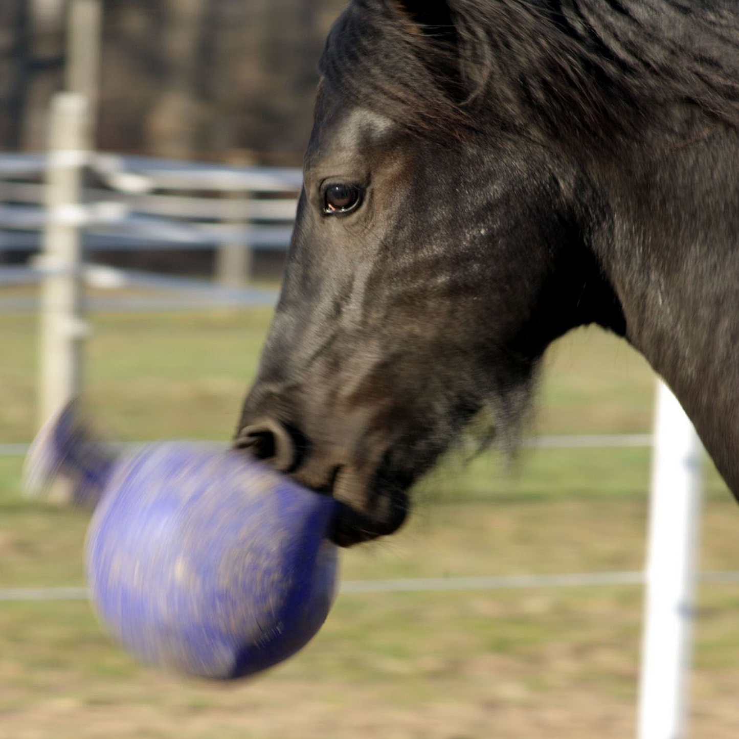 Horsemen’s Pride Jolly Ball® 10" Horse Toy | Stall & Pasture Enrichment