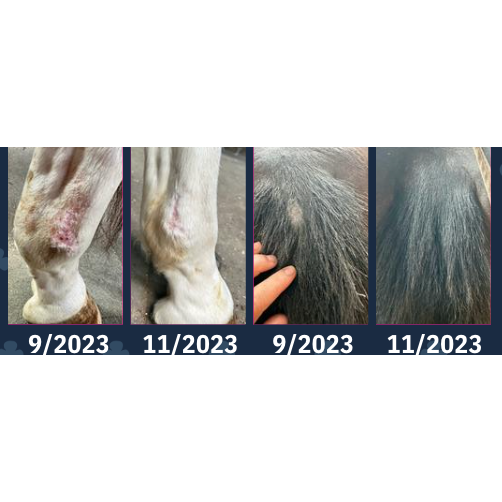 MAVRIK Hair, Coat & Scar Care Oil for Horses